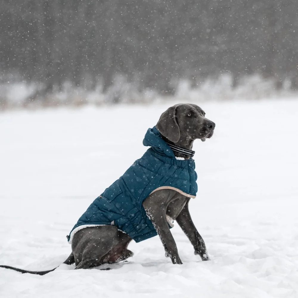 GF Pet Elasto-fit Nordic Dog Parka, Teal, Small